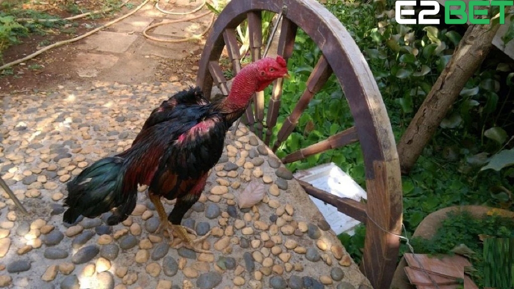 Gà đá bị yếu chân là nguyên nhân chính dẫn đến hỏng gà.
