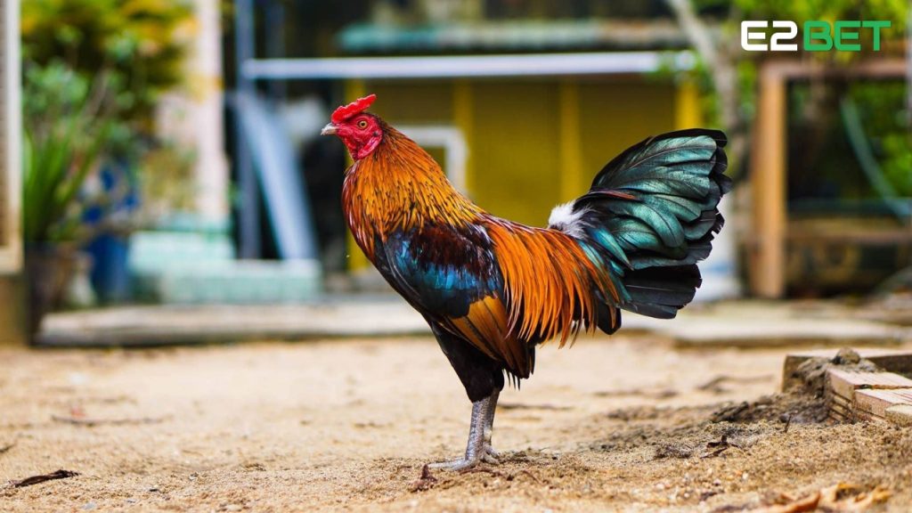 gà đá xong bị khò khè bệnh của gà chiến mà ai cũng gặp.