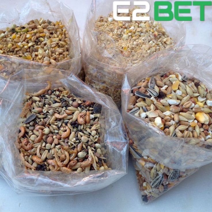 Cách Pha Trộn Thức Ăn Cho Gà Đá giúp gà tăng khá năng chiến đấu và có thể lực tốt nhất