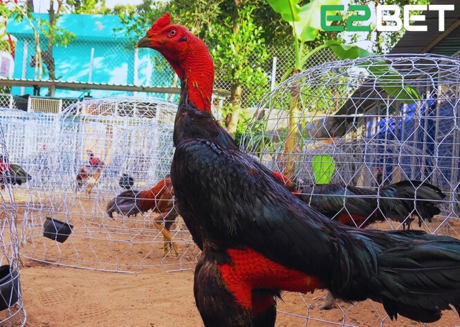 cách chăm sóc gà sau khi đá về rất quan trọng.