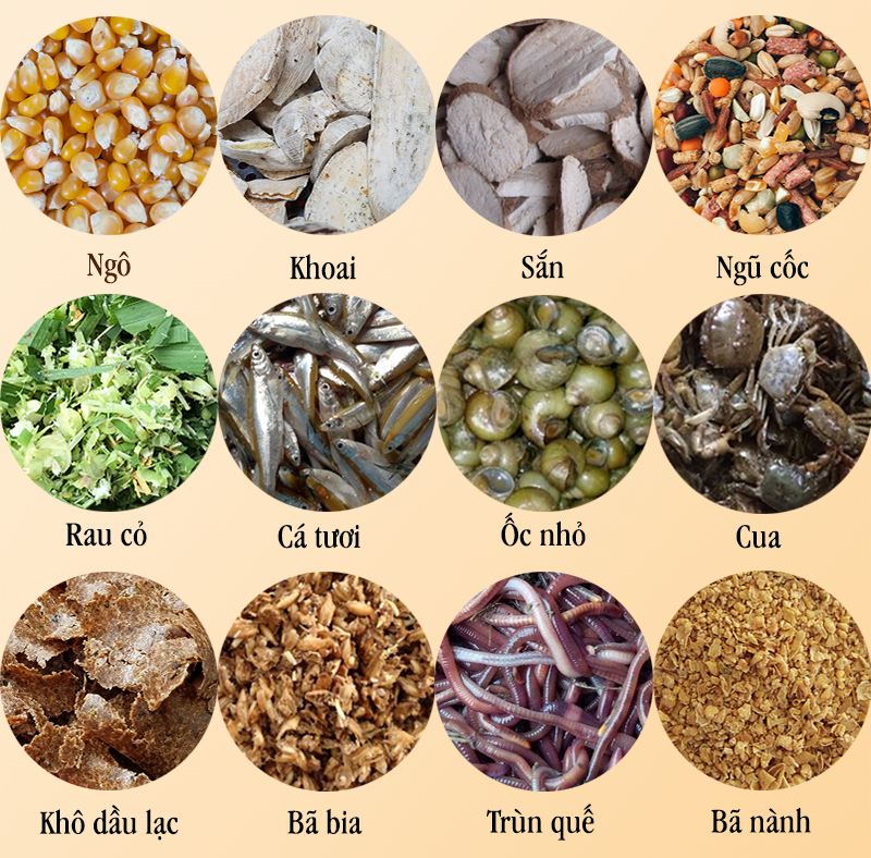 cách trộn thức ăn cho gà đá giúp tăng sức bền, độ dẻo dai và cải thiện thể lực. Bí quyết dinh dưỡng tối ưu cho gà đá khỏe mạnh, sung sức.