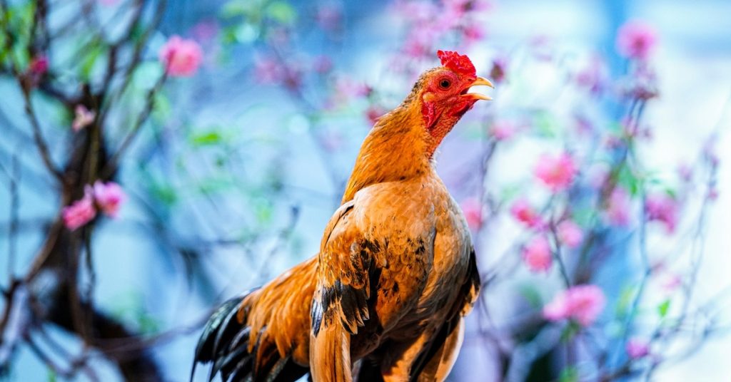 chọn những cặp chân gà chọi hay nhất nhận diện chân vững, vảy tốt, cựa sắc bén, đảm bảo chiến kê mạnh mẽ, uy lực,