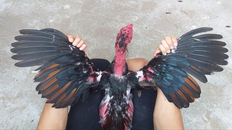 cách nuôi gà đá bị gãy cánh ngay để hạn chế việt gà bị tổn thương