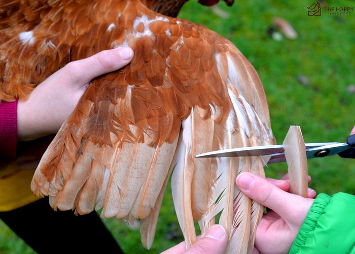 Cách Ấp Trứng Gà Không Cần Gà Mẹ Hướng Dẫn Chi Tiết